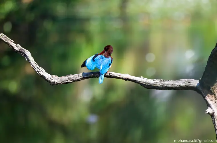 White-Throated Kingfisher at Thattekad Bird Sanctuary| Kerala | India